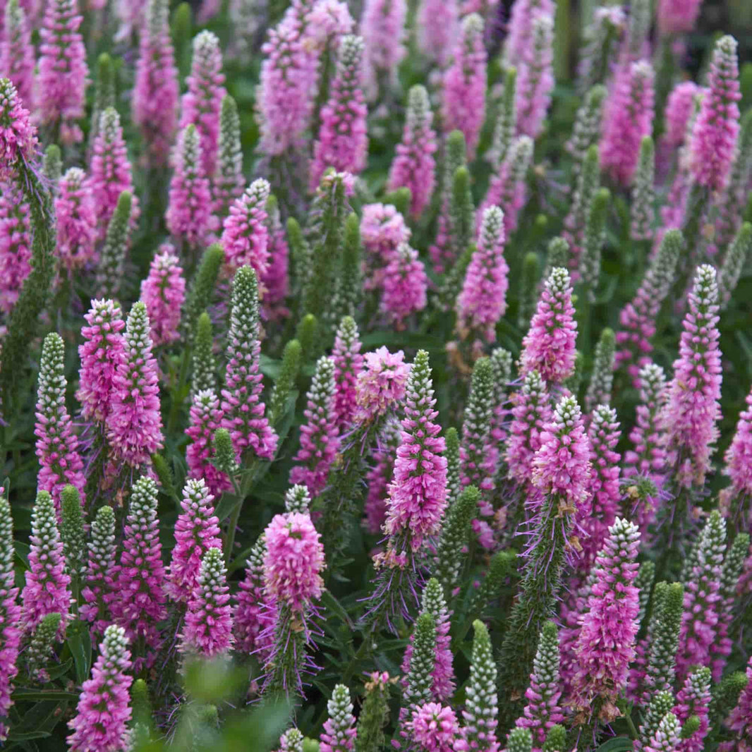 Veronica Raspberry Veronica – Hills Perennials