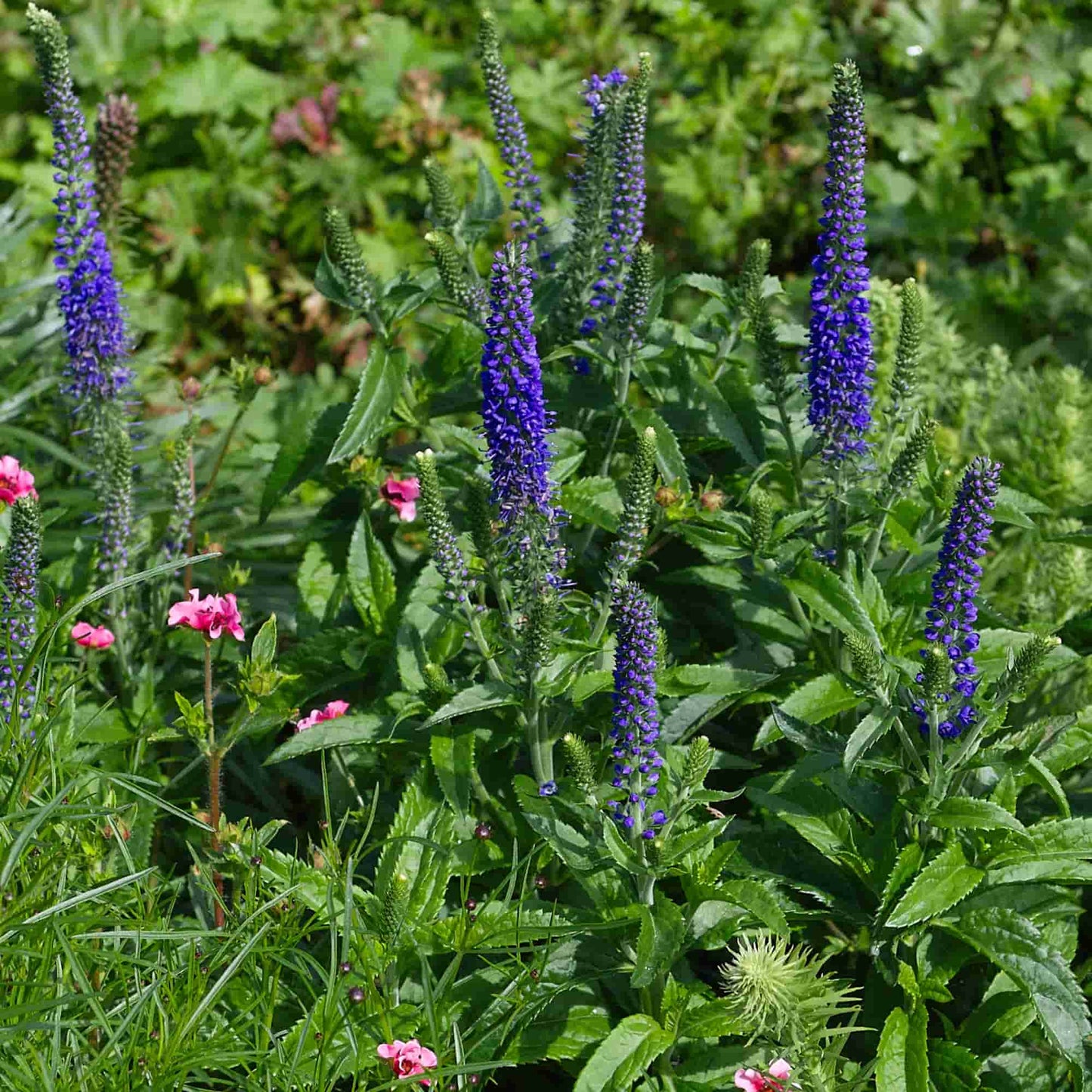 Veronica 'Sunny Border Blue'