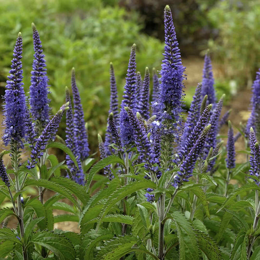 Veronica 'Blauriesin'