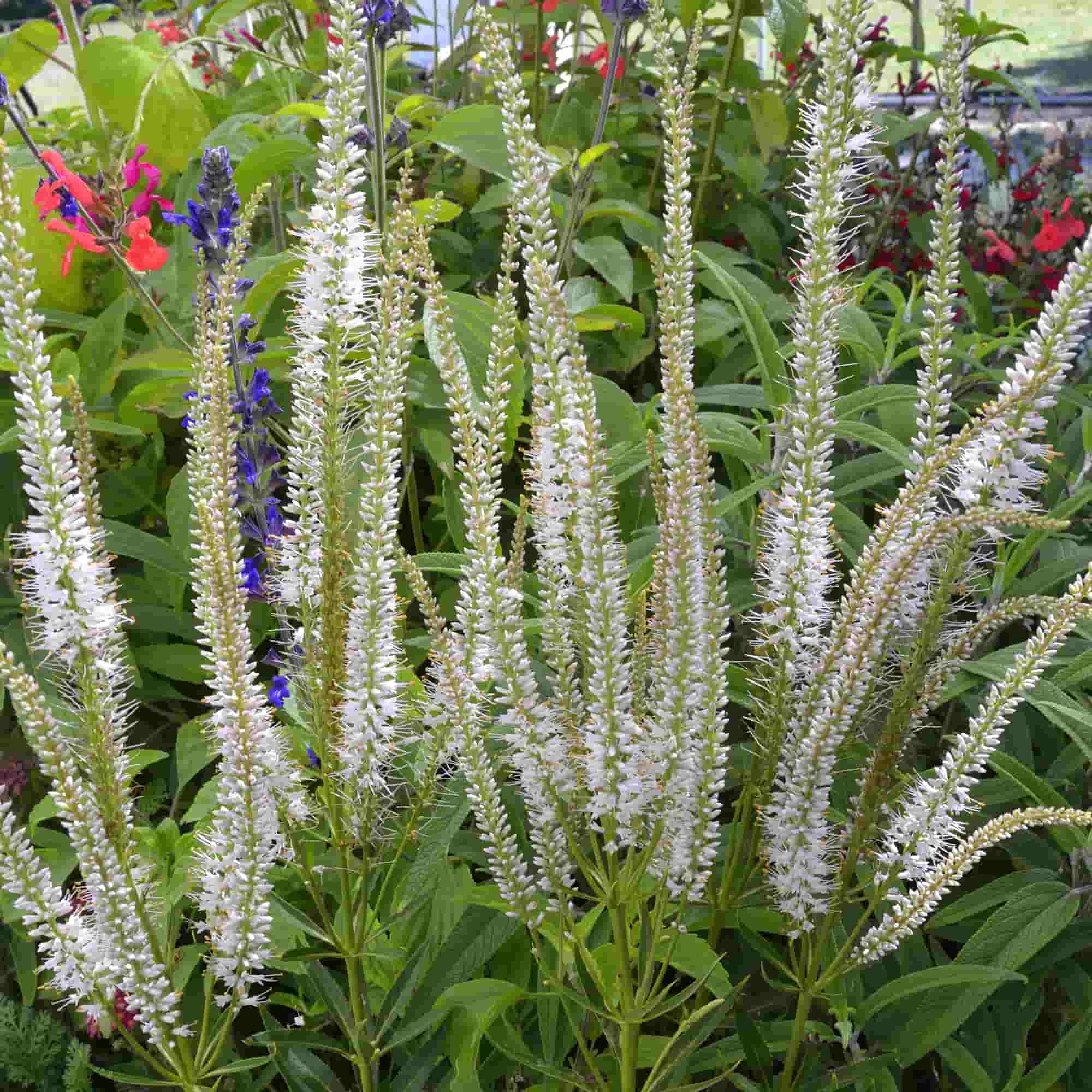 Veronicastrum virginicum album – Hills Perennials