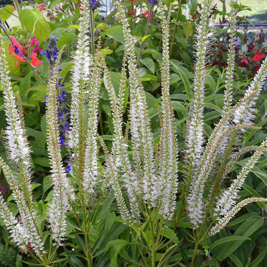 Veronicastrum virginicum album