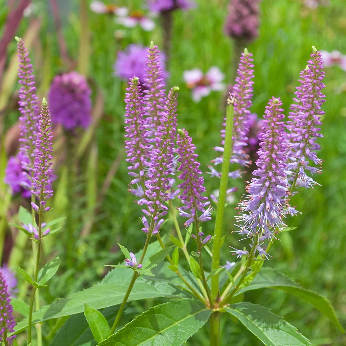 Veronicastrum 'Lavendelturm'