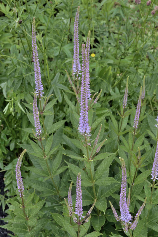 Veronicastrum 'Ming Blue'