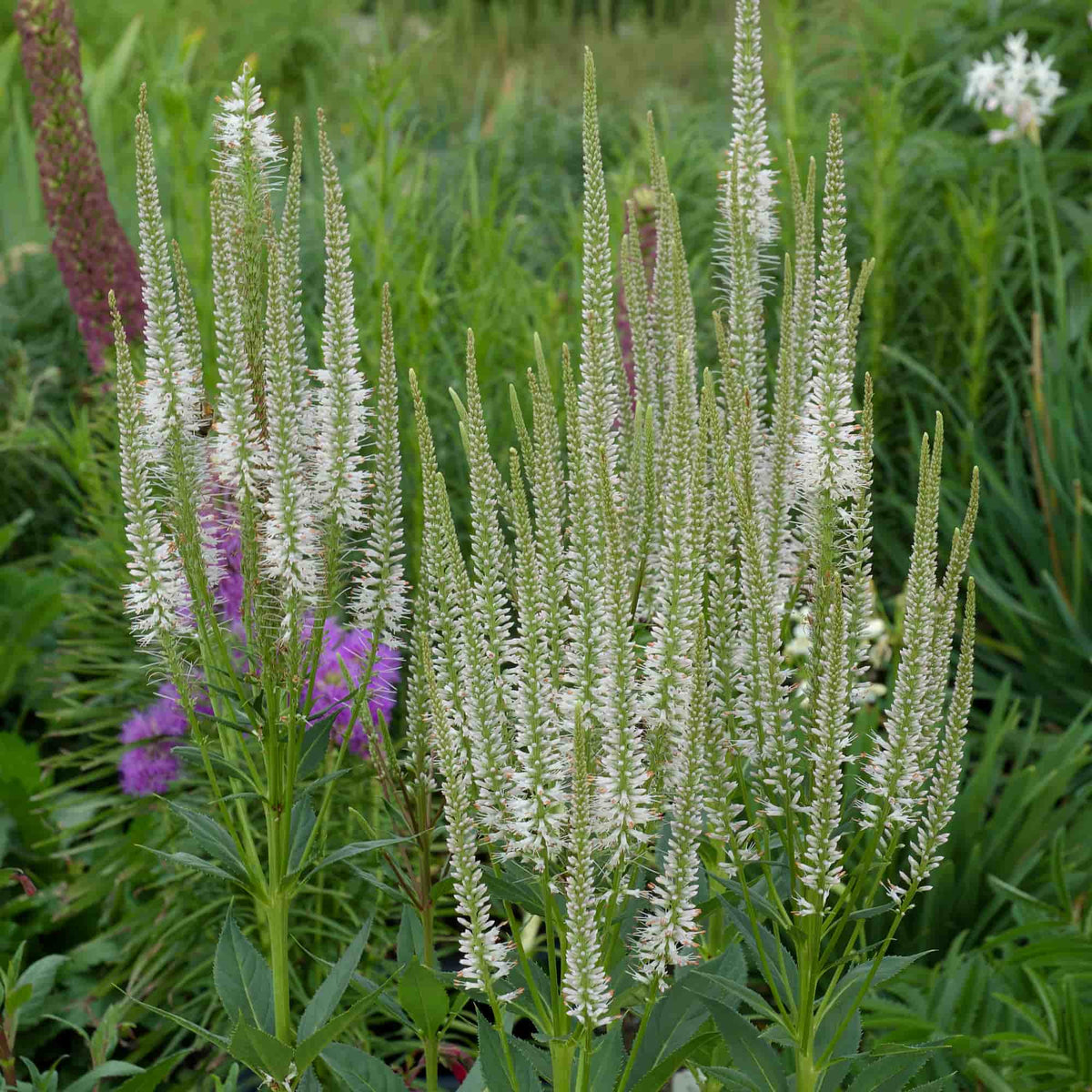 Sanguisorba 'Norgates White'