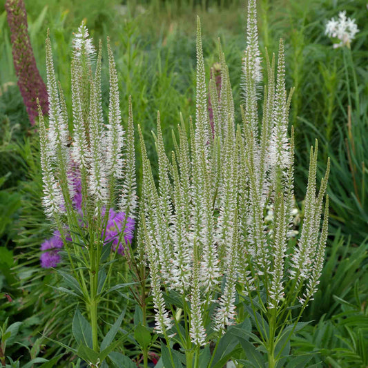 Sanguisorba 'Norgates White'