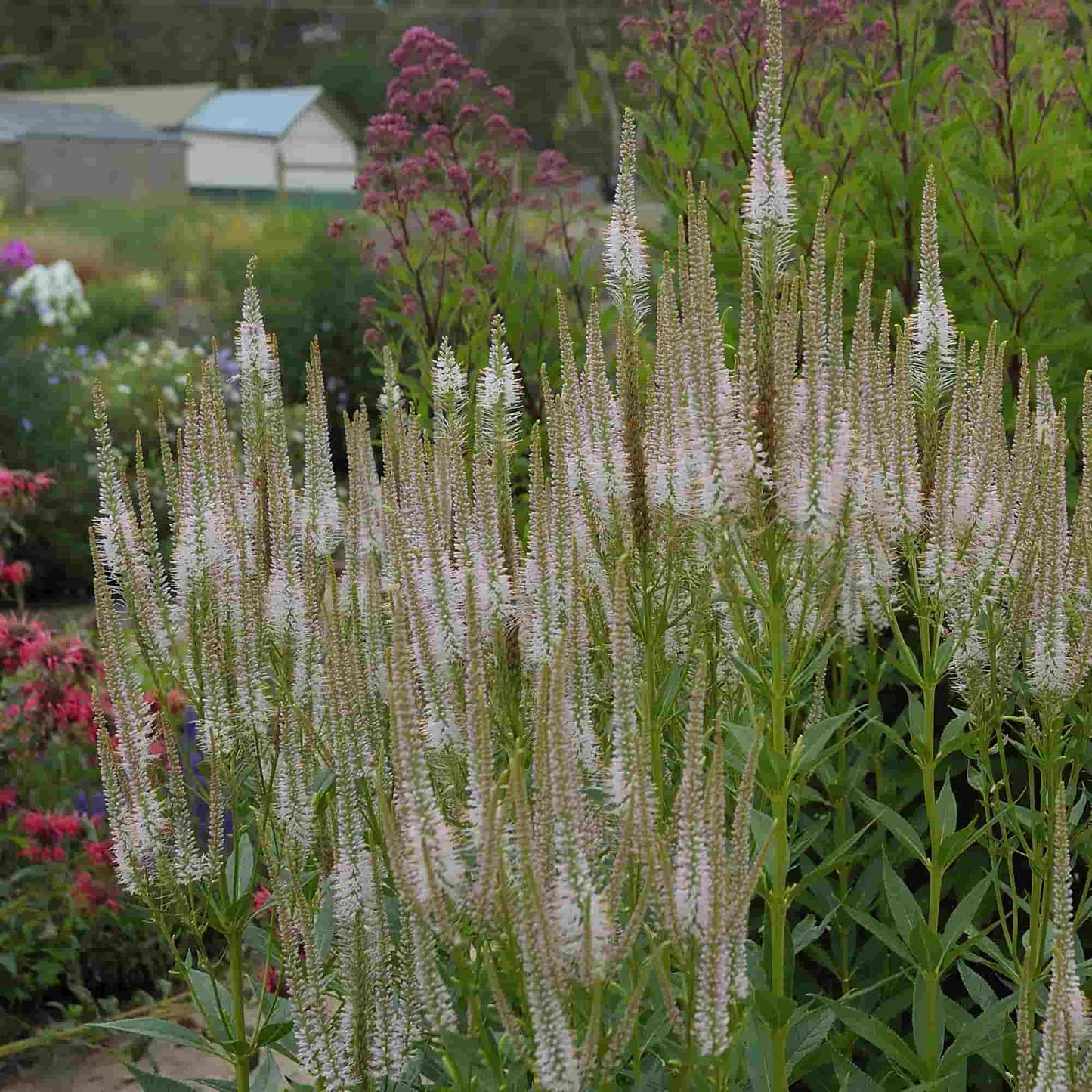 Veronicastrum 'Pink Glow'