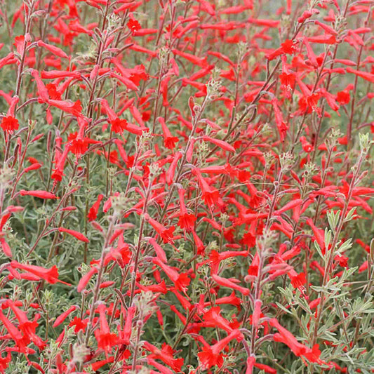 Zauschneria 'Californica'